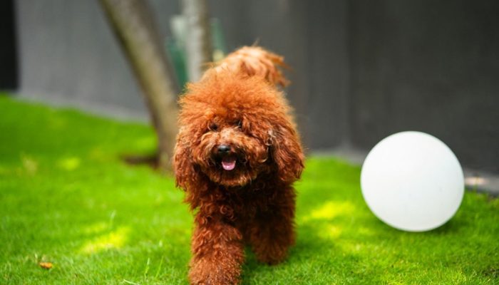 Doggy Ville The Canine Club