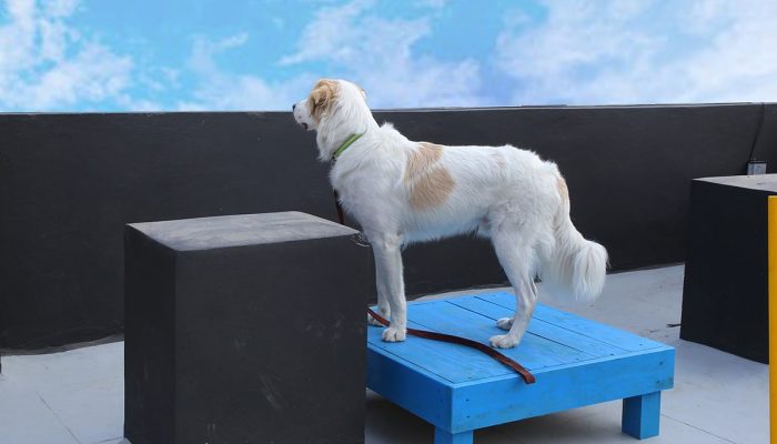 Doggy Ville The Canine Club