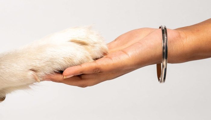 Doggy Ville The Canine Club