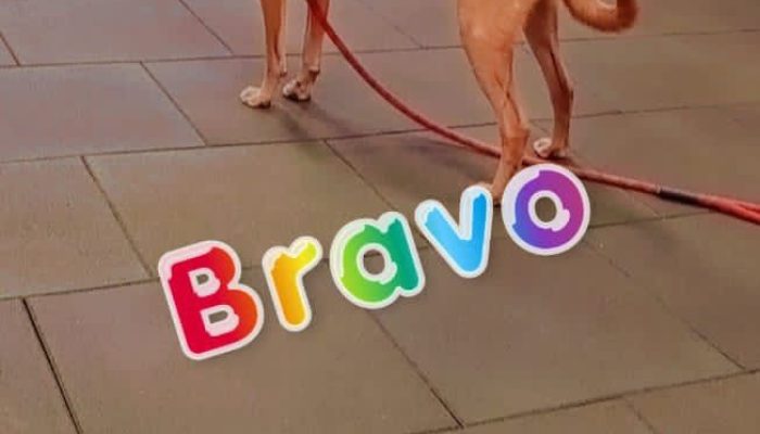 Doggy Ville The Canine Club