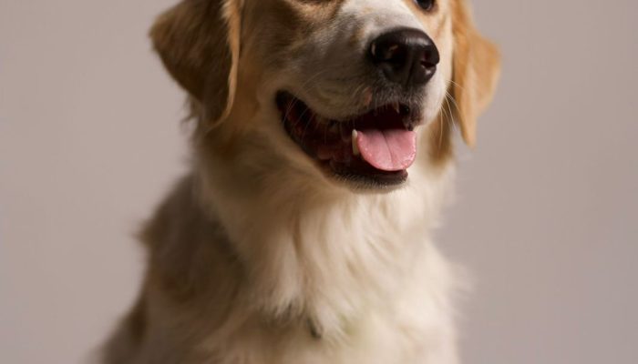 Doggy Ville The Canine Club