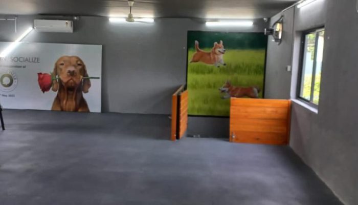 Doggy Ville The Canine Club