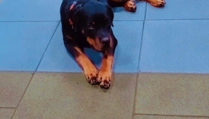 Doggy Ville The Canine Club