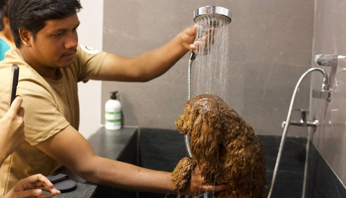 Doggy Ville The Canine Club