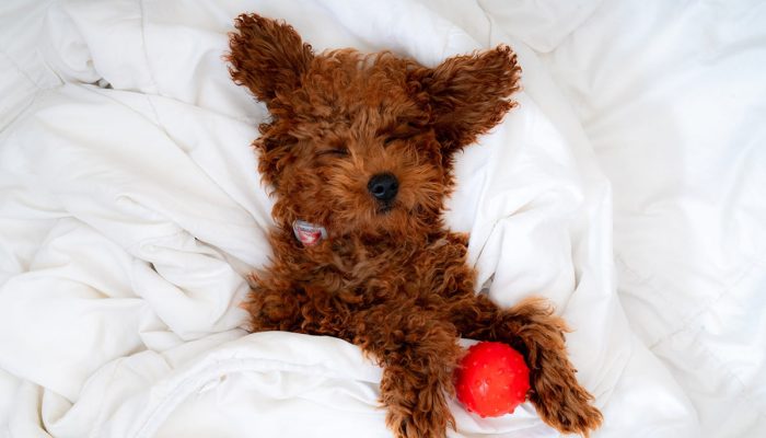 Doggy Ville The Canine Club