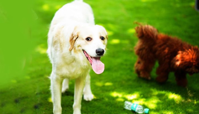 Doggy Ville The Canine Club