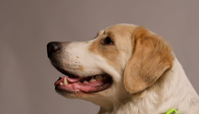 Doggy Ville The Canine Club