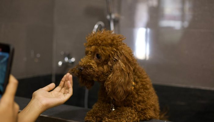 Doggy Ville The Canine Club