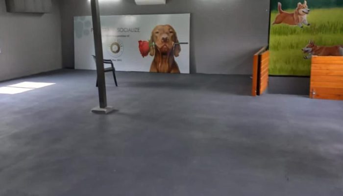 Doggy Ville The Canine Club