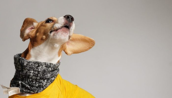 Doggy Ville The Canine Club