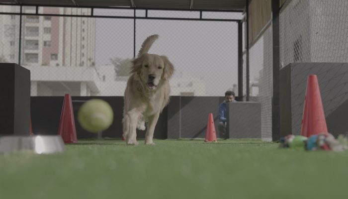 Doggy Ville The Canine Club