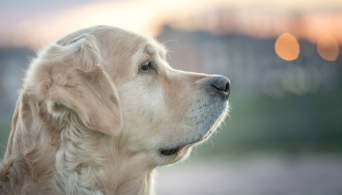 Doggy Ville The Canine Club